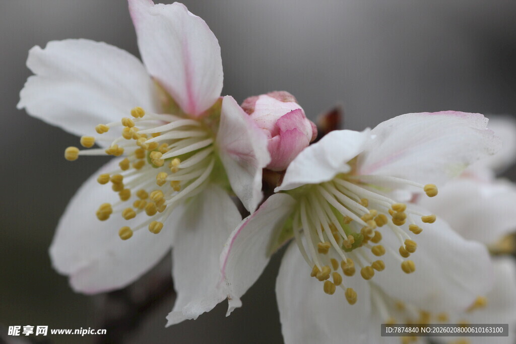 娇艳绽放的美丽樱花