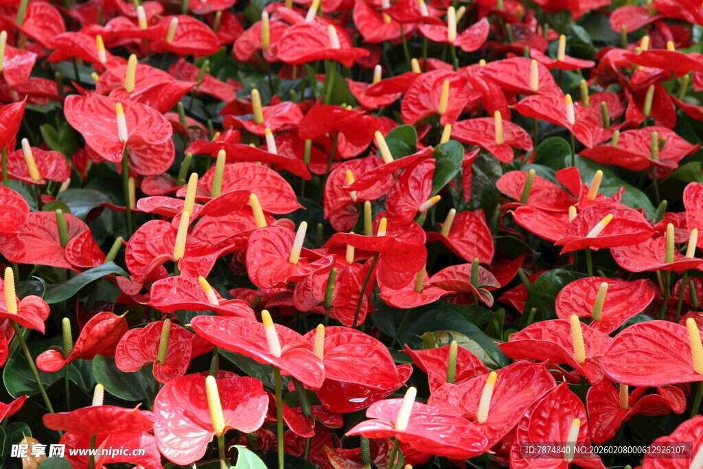艳丽红掌花卉特写