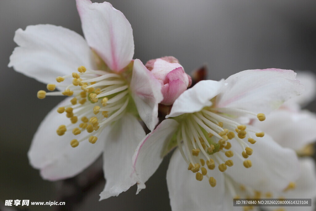 娇艳绽放的美丽白色花朵