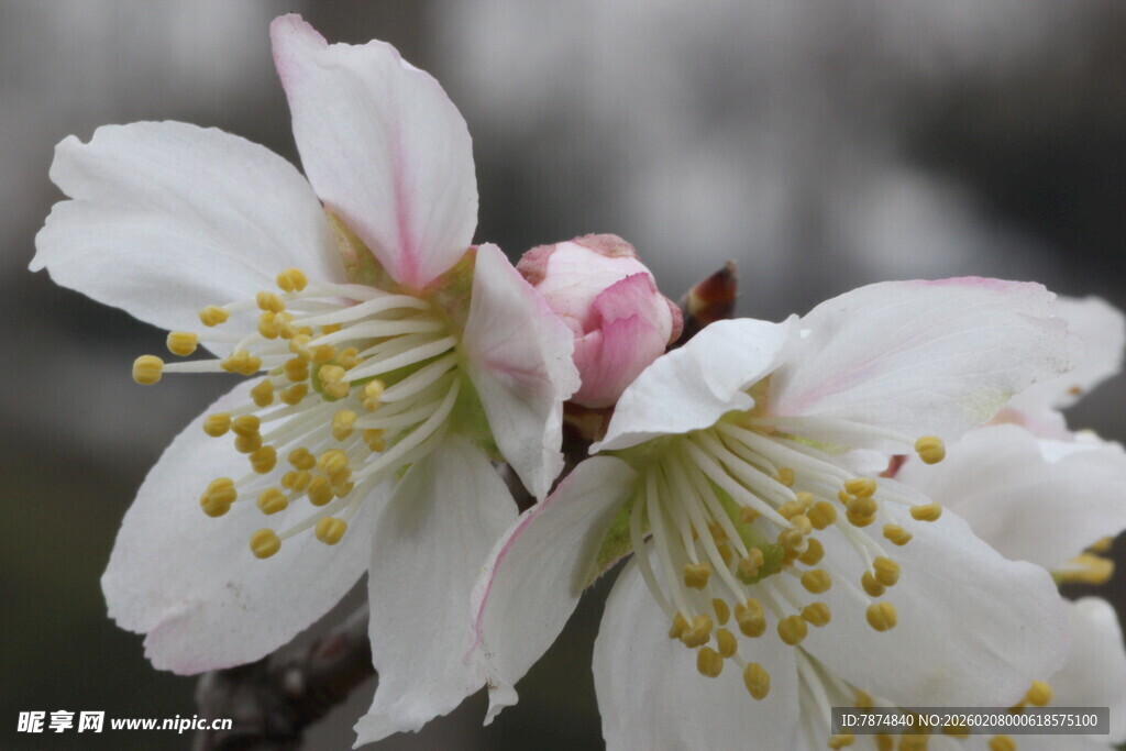 绽放的美丽白色花朵