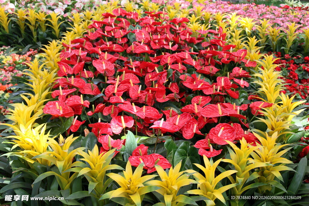 多彩花卉组成的美丽图案