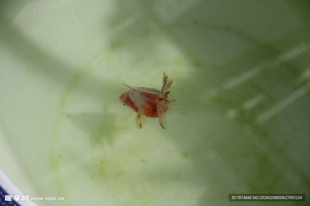 水中的红色小金鱼