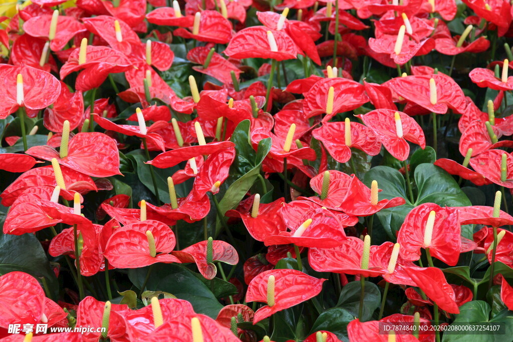 鲜艳红掌花卉绽放