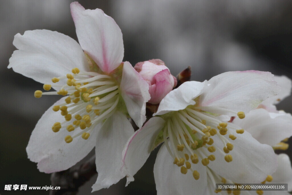绽放的美丽白色花朵