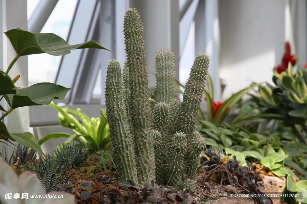 室内绿植 挺拔仙人掌