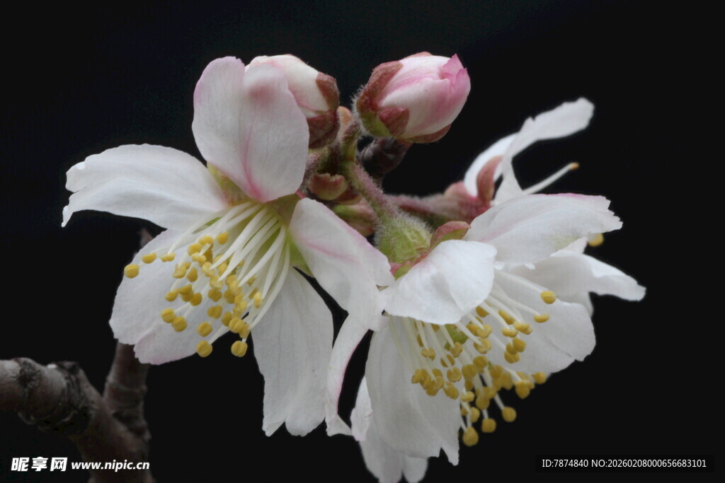 绽放的白色花朵