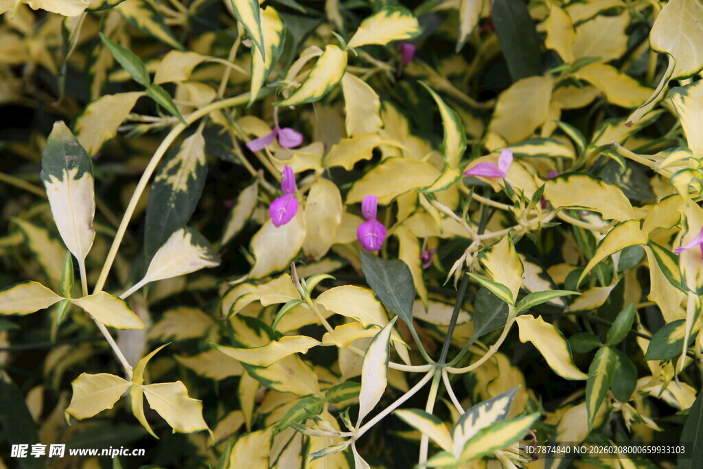 黄绿叶片中的娇艳小花