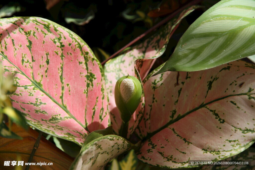 粉色斑纹观叶植物特写