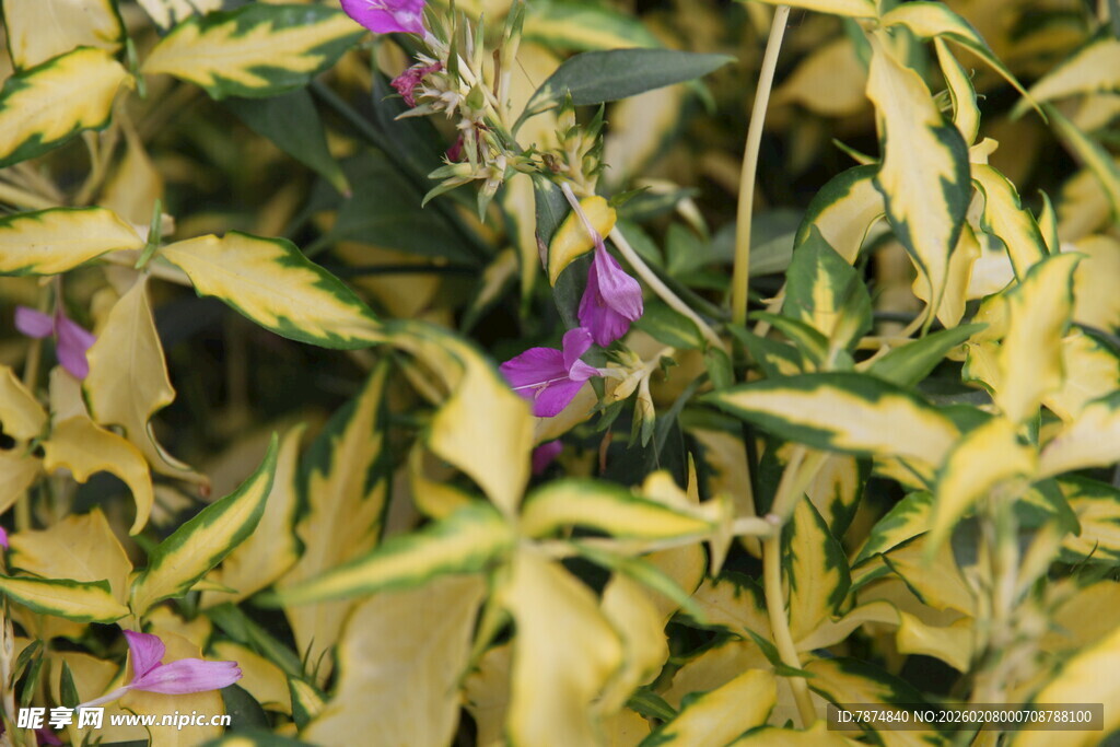 黄绿叶片间的紫色小花
