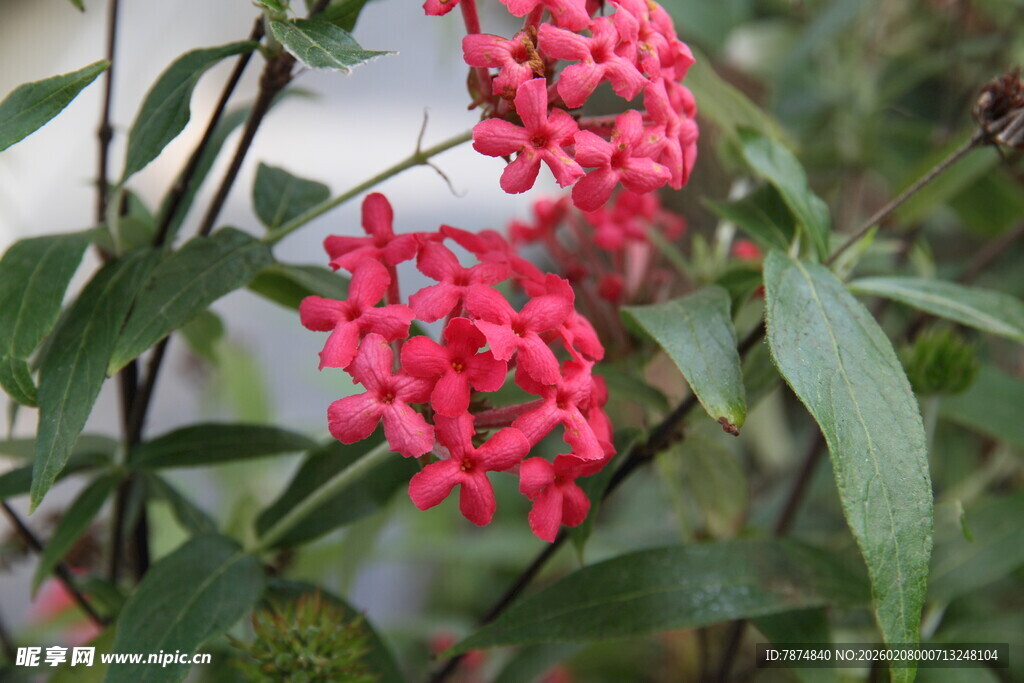 艳丽红花朵与绿叶相伴