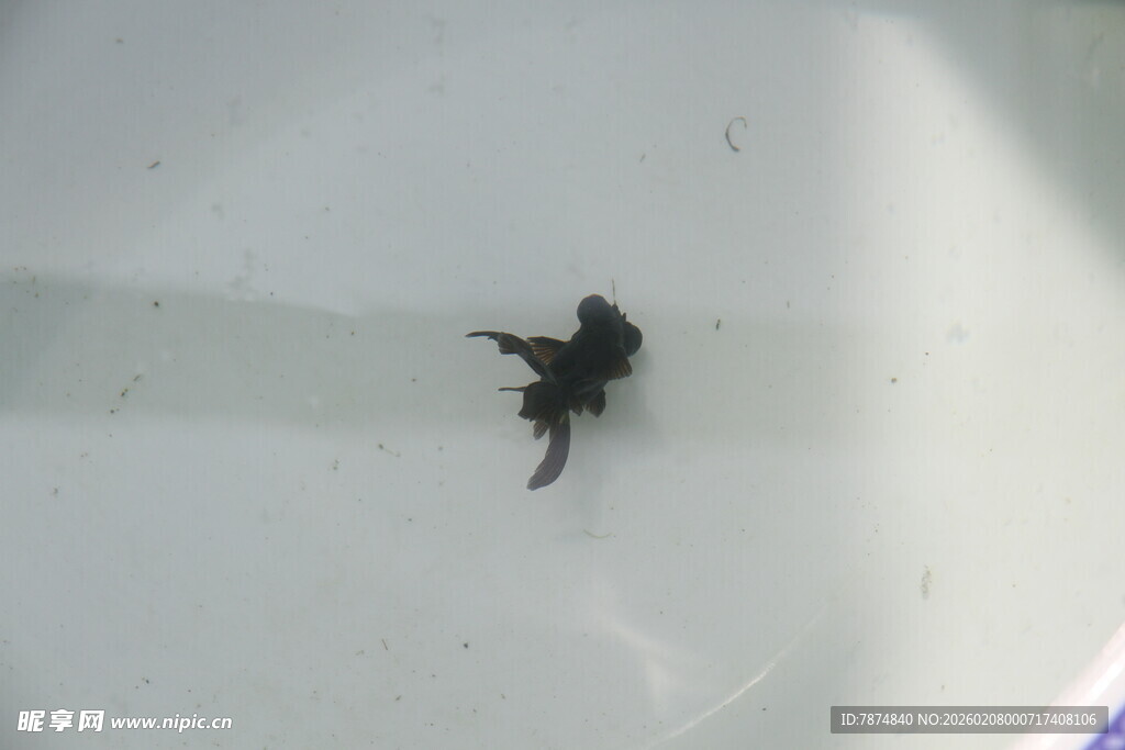 白色背景上的黑色小金鱼