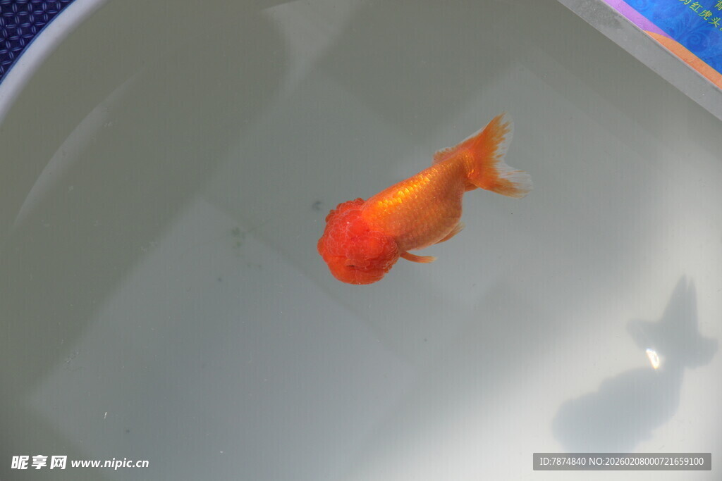 缸中艳丽金鱼