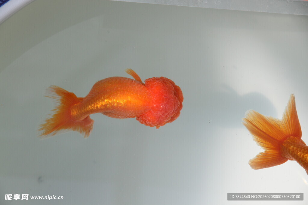 两只灵动的橙色小金鱼