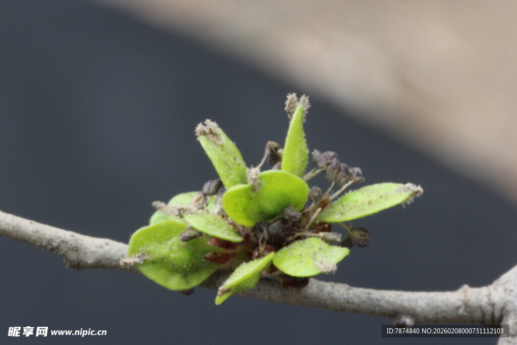 枝头嫩绿新芽初绽