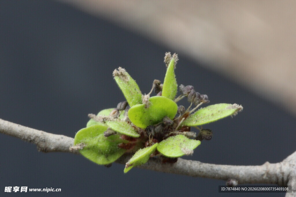 枝头嫩绿新芽初绽