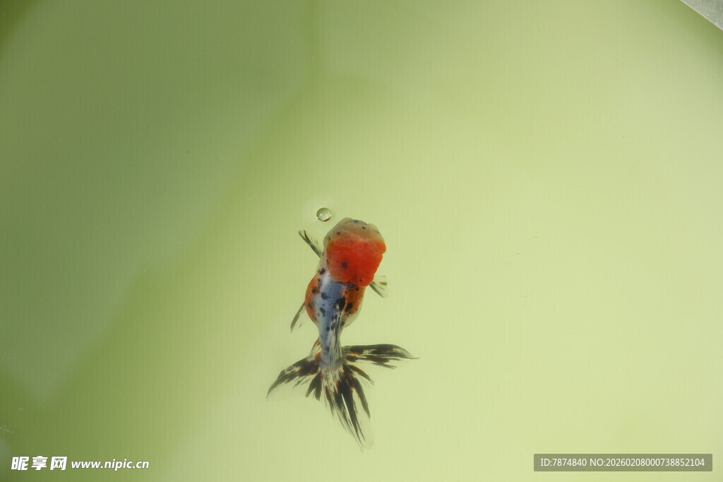 水中红尾金鱼特写