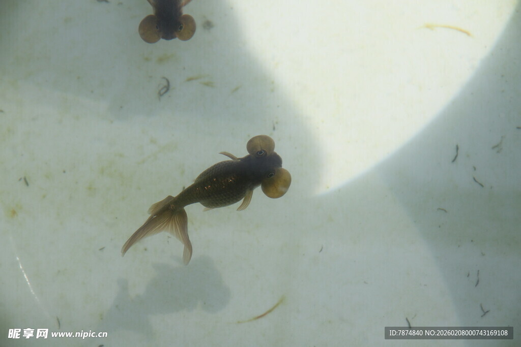 水中游动的小鱼