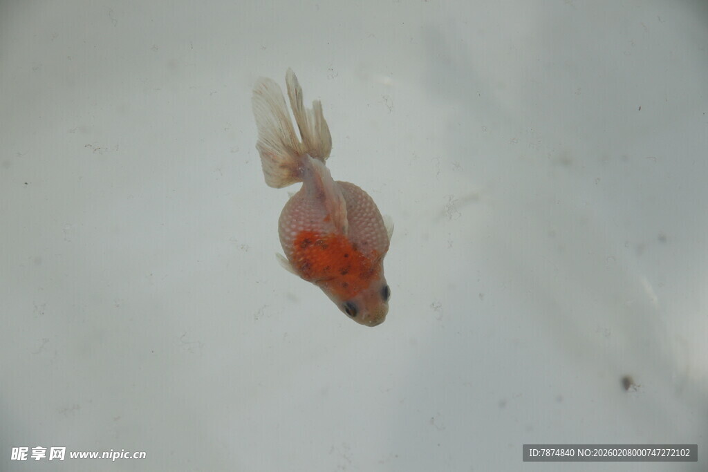 水中游动的红色小金鱼