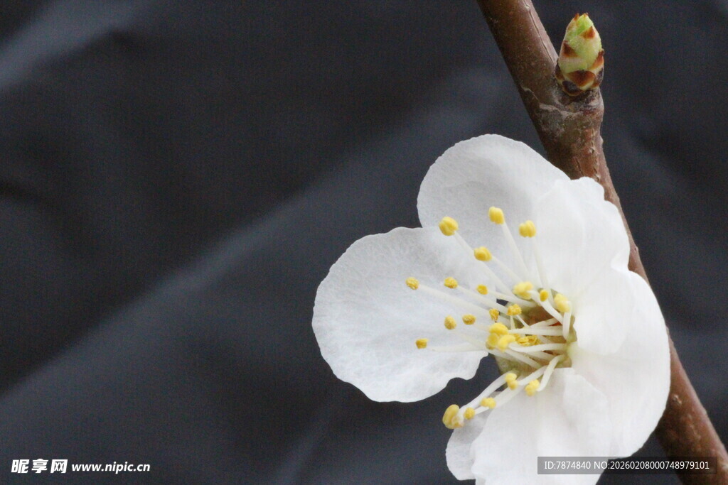 白色单朵梅花特写