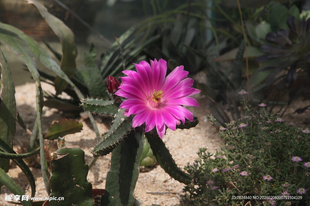 娇艳绽放的仙人掌花