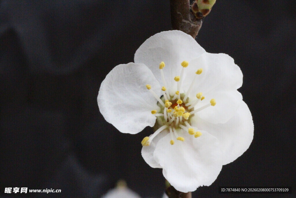 单朵白花绽于枝头