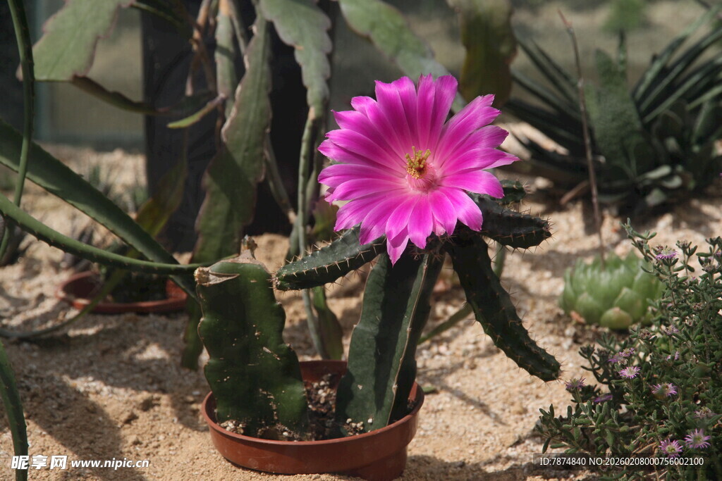 盆栽仙人掌绽放艳丽花朵