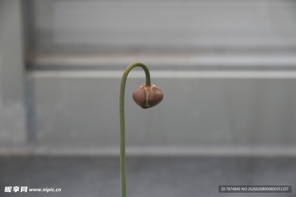 单株干枯花朵特写