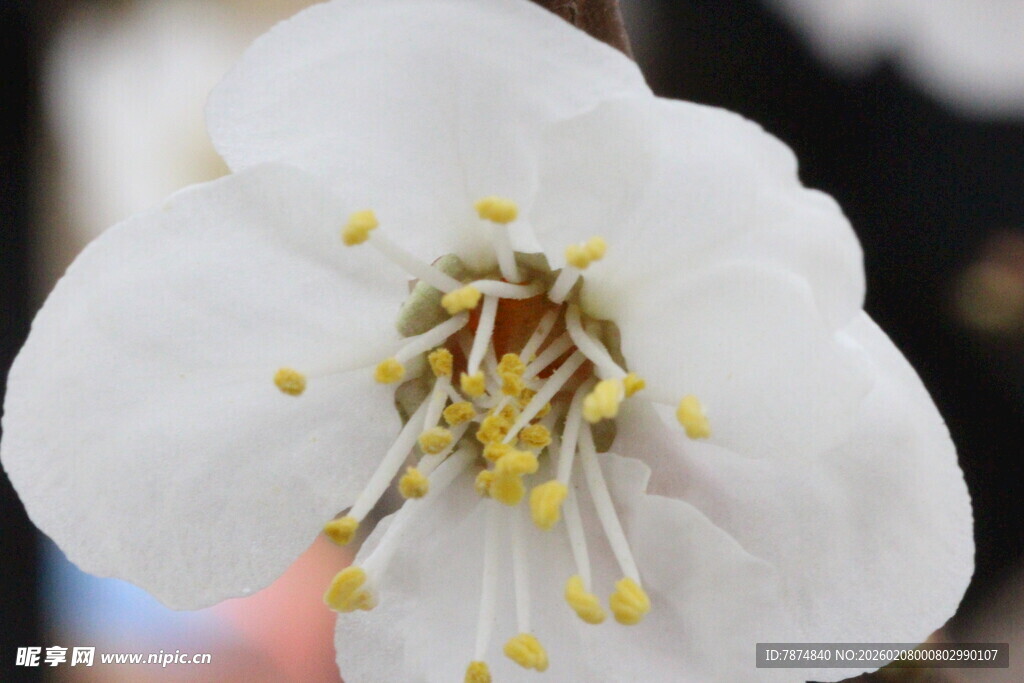 特写白色花朵的精致花蕊