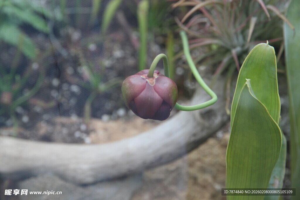 奇特藤蔓上的紫色果实