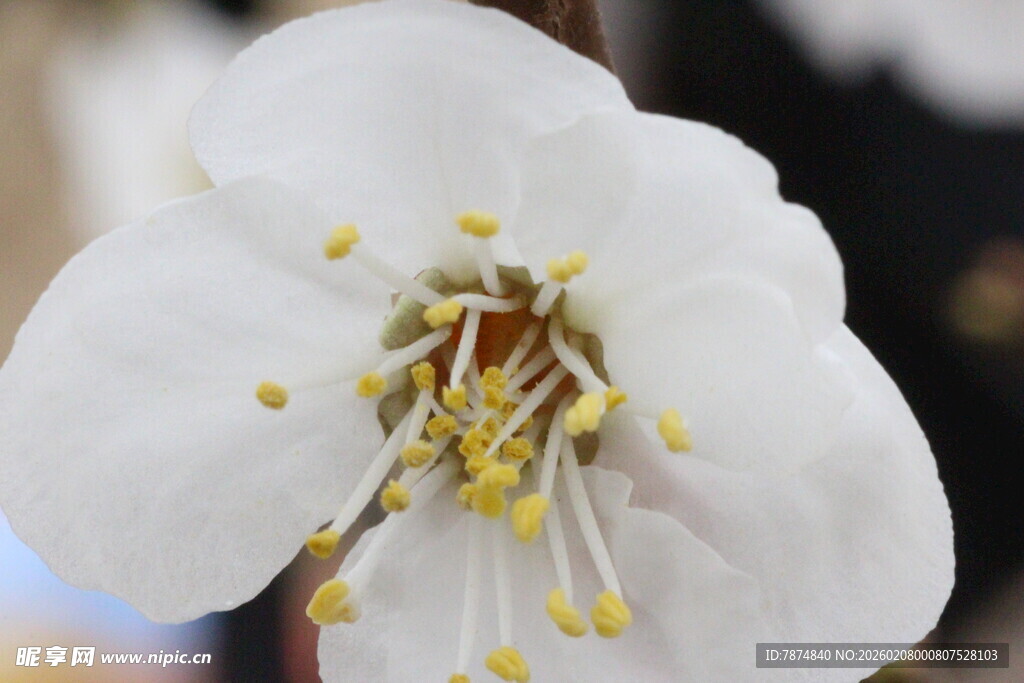 洁白杏花特写