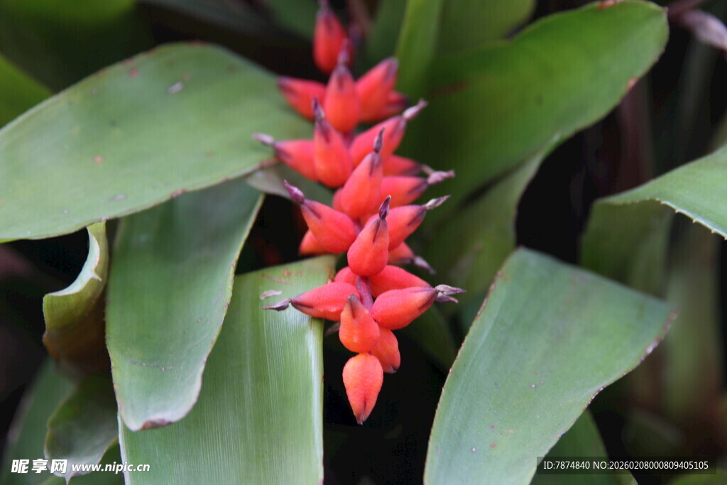 艳丽红蕉花 绿叶相衬