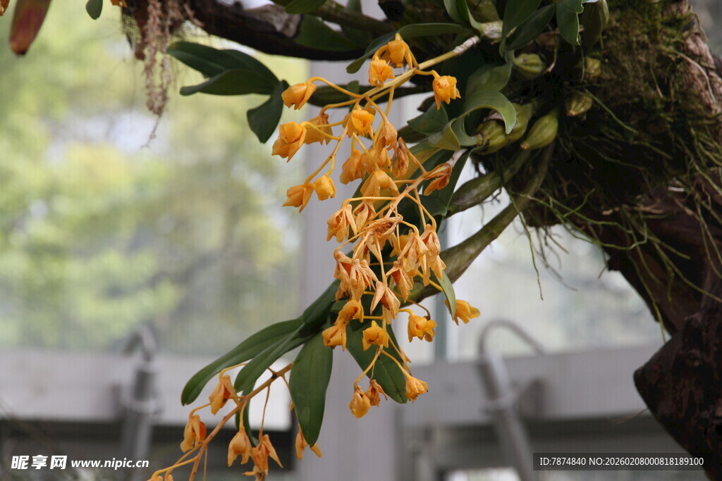 垂挂枝头的艳丽黄色兰花
