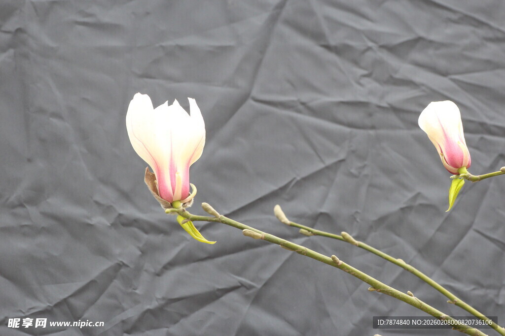 两朵绽放的白色花朵