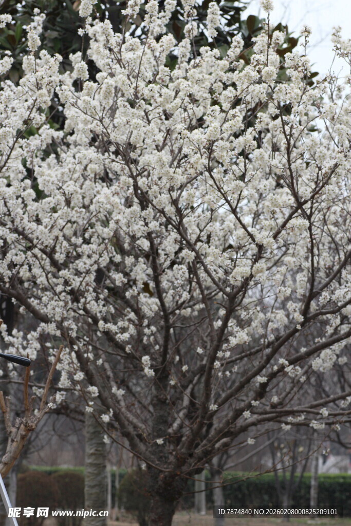 盛开的白色繁花树