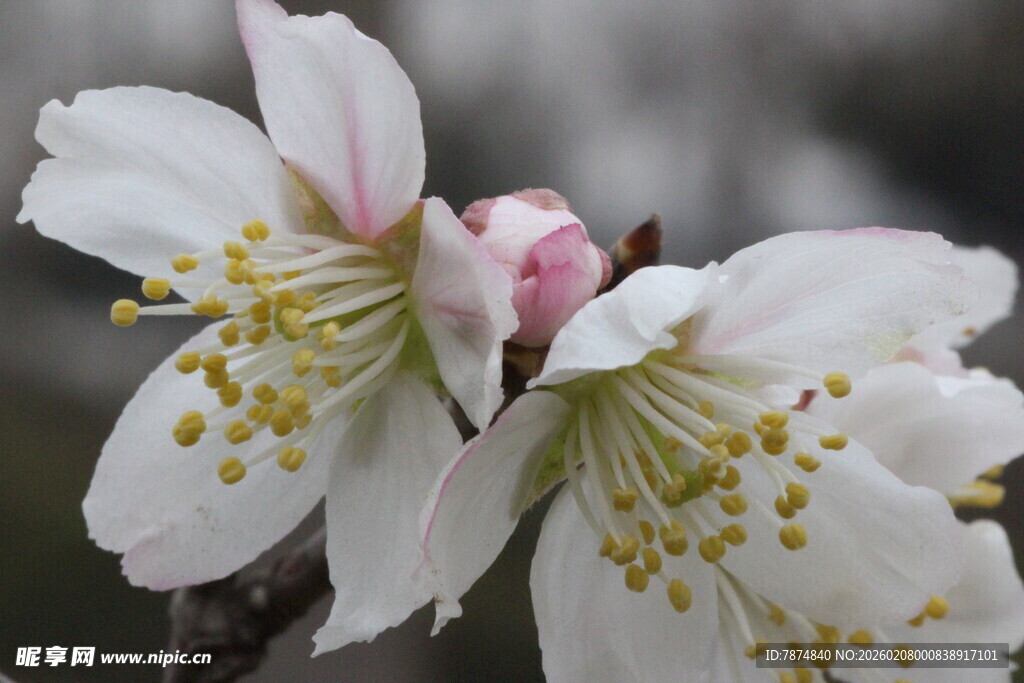 绽放的娇艳白色花朵