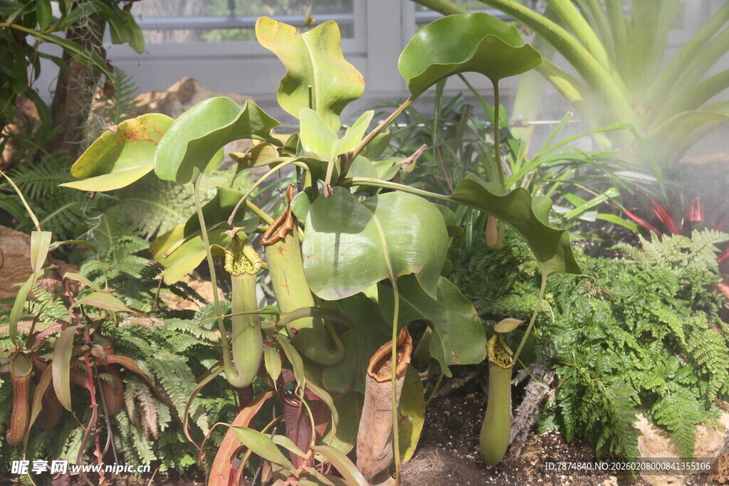 多样绿植展现自然生机