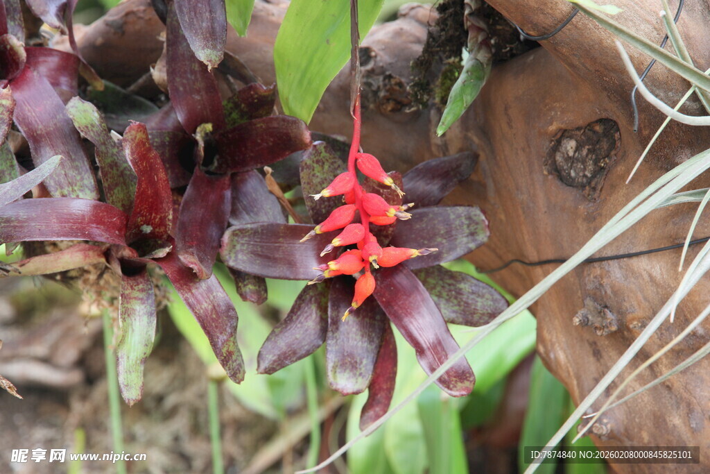 艳丽红瓣兰花特写