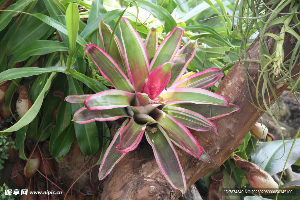多彩凤梨植物特写