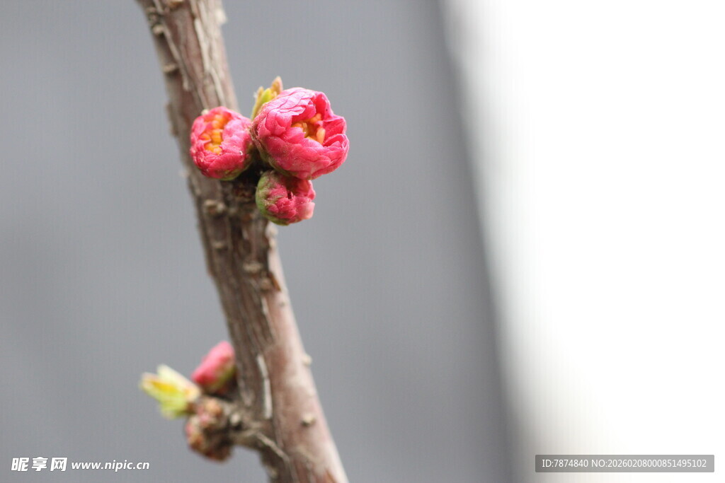 枝头绽放的粉嫩花芽