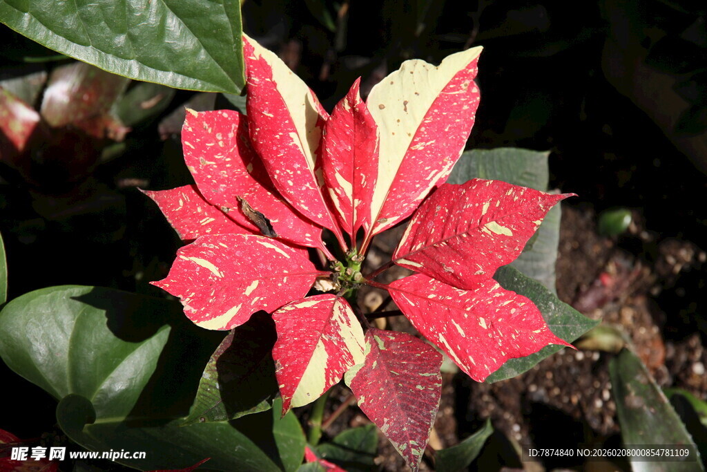 一品红花卉特写