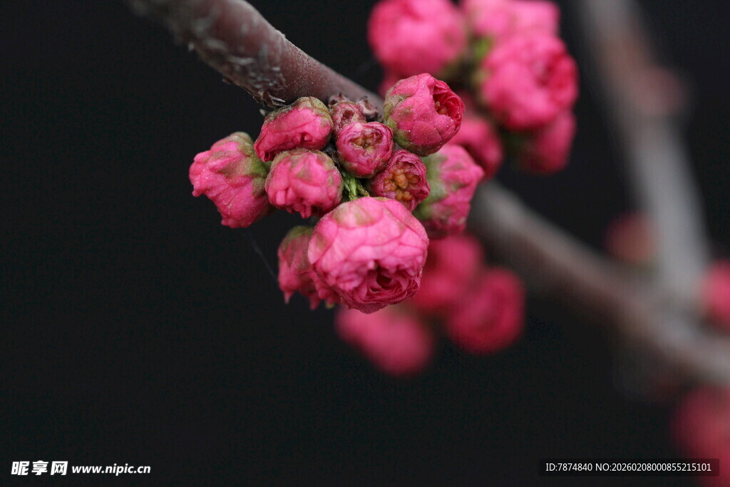 枝头粉嫩花苞绽放
