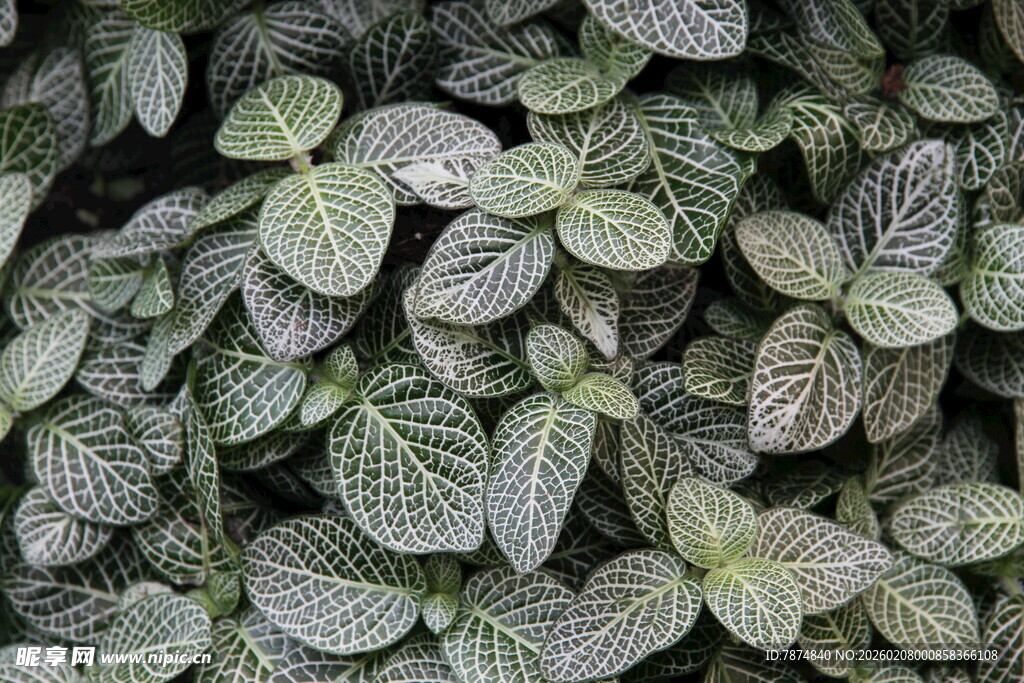 银脉网纹草特写