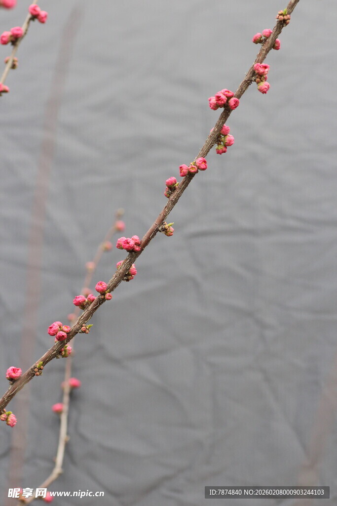水边绽放的粉嫩花枝