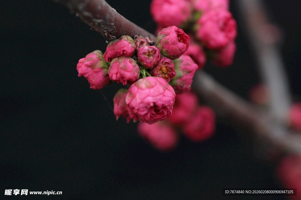 枝头粉嫩花苞待放