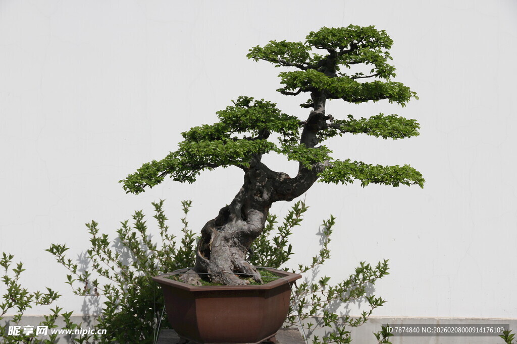 精致盆景展现自然之美