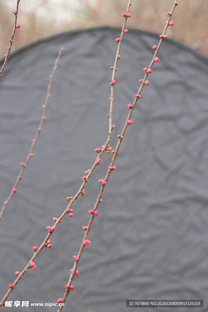 红枝垂落于灰幕前