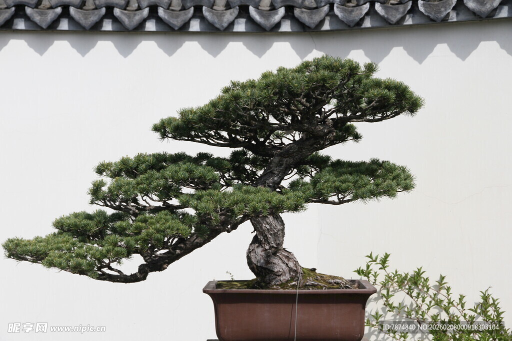 中式盆景 古朴雅致之美