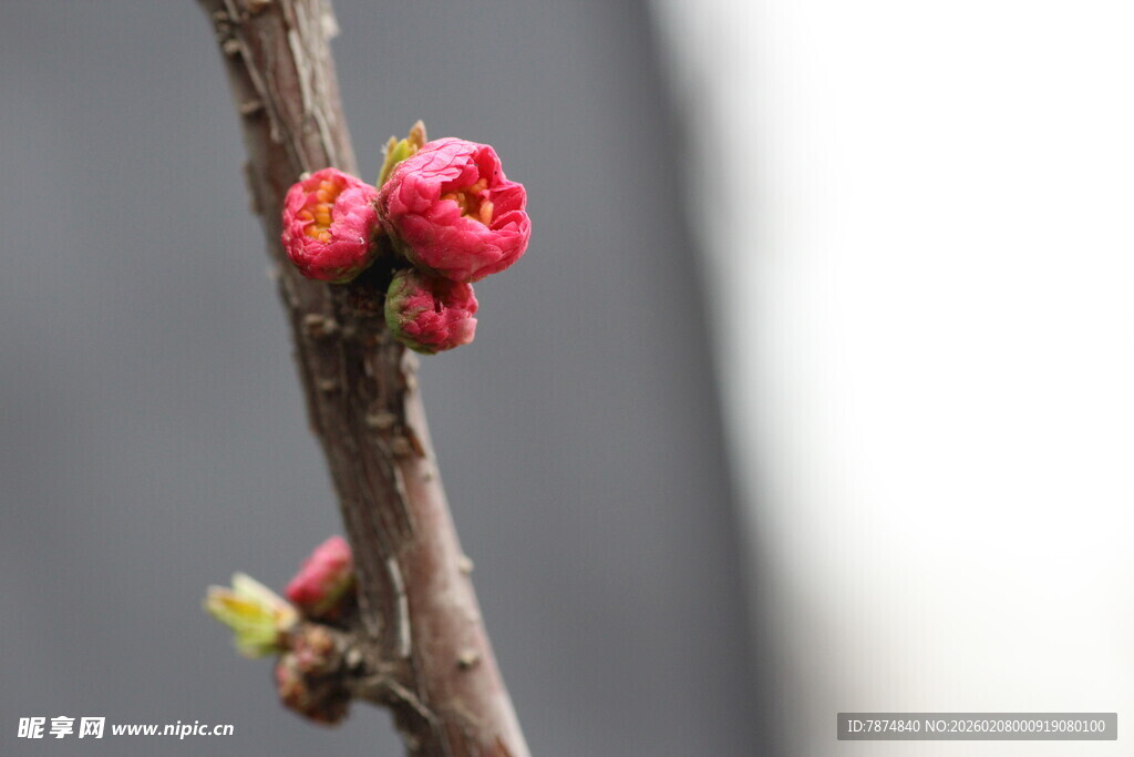 枝头绽放的娇艳红梅