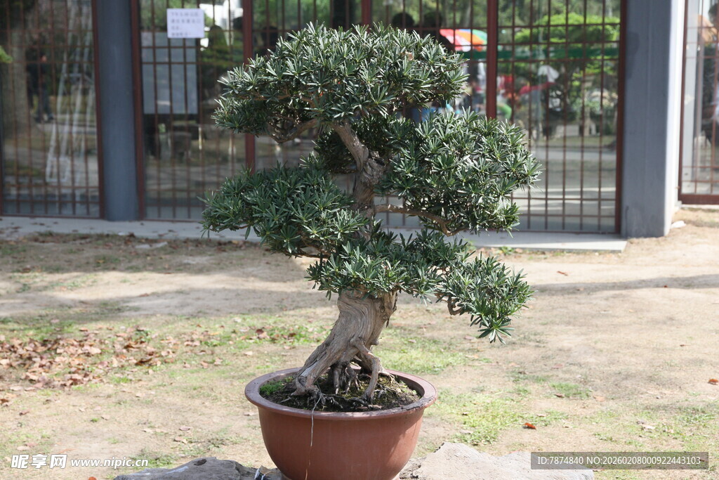 精致盆景 尽显自然韵味