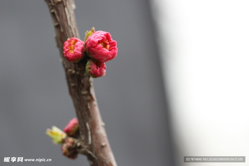枝头绽放的娇艳桃花